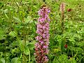 Himalayan Fragrant Orchid